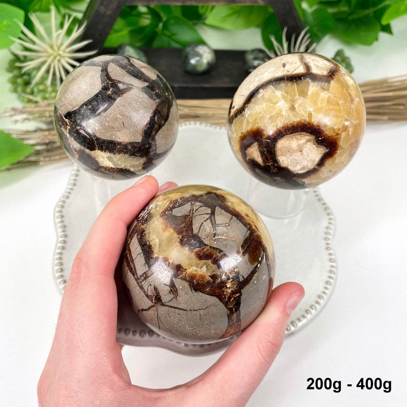 three 200g - 400g septarian polished sphere on display for possible variations with one in hand for size reference