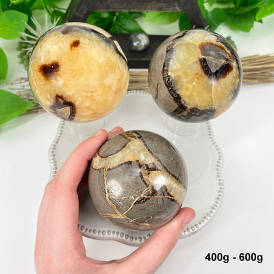 three 400g - 600g septarian polished sphere on display for possible variations with one in hand for size reference