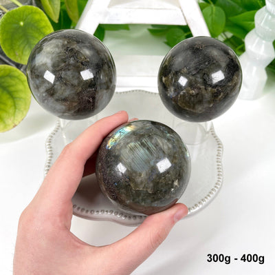 three 300g - 400g labradorite polished spheres on display for possible variations with one in hand for size reference