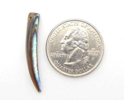 1 Abalone Horn Bead displayed next to a quarter.