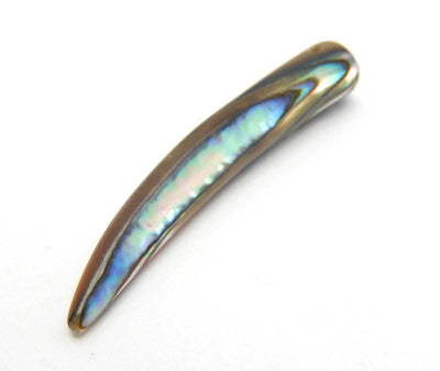 1 Abalone Horn Bead shown close up.