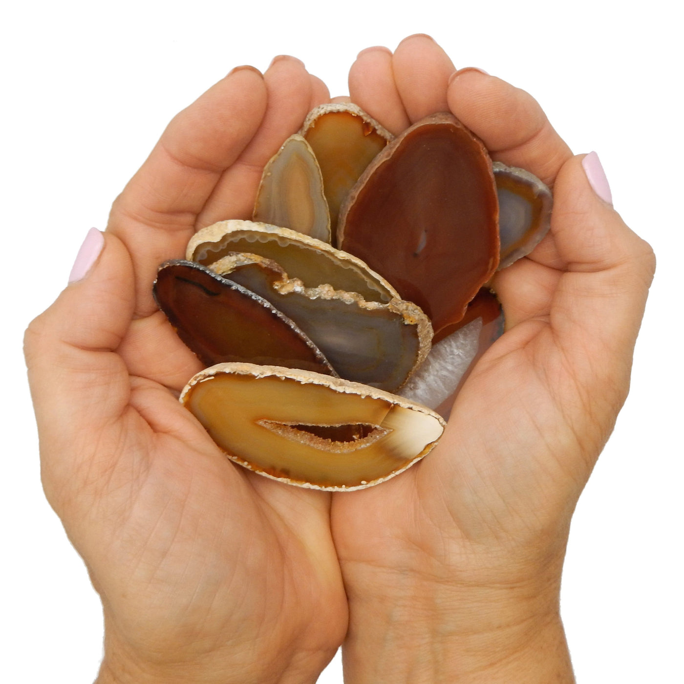 Hands holding up pile Red Agate Slices on white background