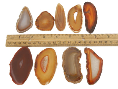 8 Red Agate Slices next to ruler for size comparison on white background