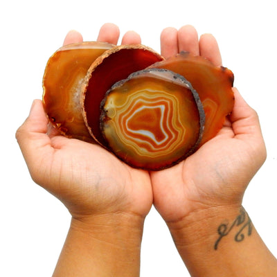 Hands holding up Red Agate Slices on white background