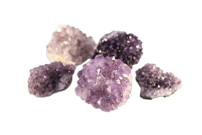 Picture of five Amethyst Pines displayed on a white background. 