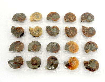 Ammonite Fossil sheet displayed to show 20 pcs with various natural formations colors textures