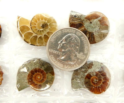 quarter displayed on top of ammonite sheet for size reference