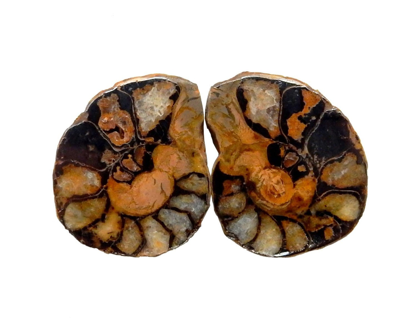 Ammonite fossil pair on a white background.