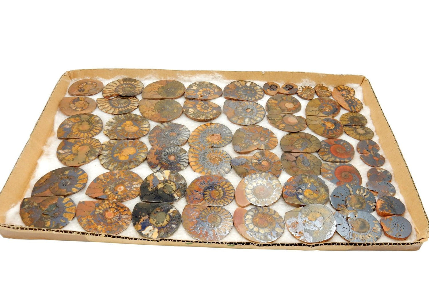 a tray full of Ammonite fossil pairs