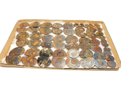 a tray full of Ammonite fossil pairs