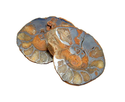 Ammonite fossil pair on a white background.