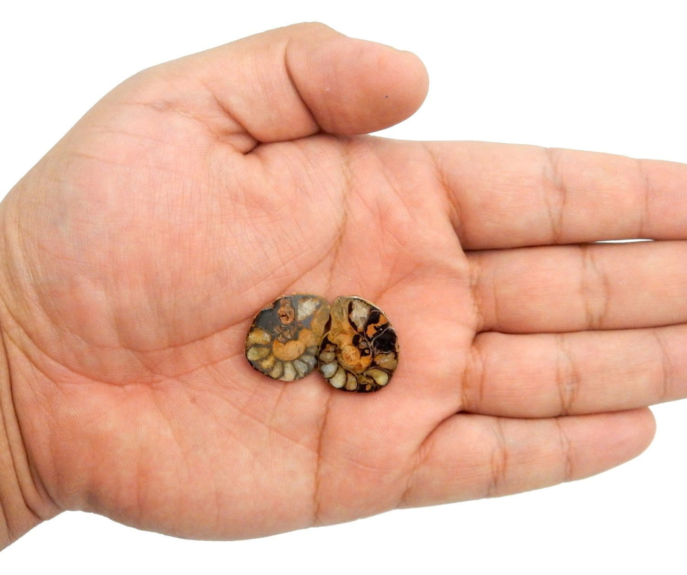 Ammonite fossil pair  in a hand.