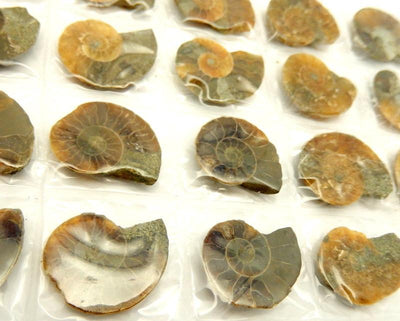 Ammonite Fossil Sheet - laying on a table