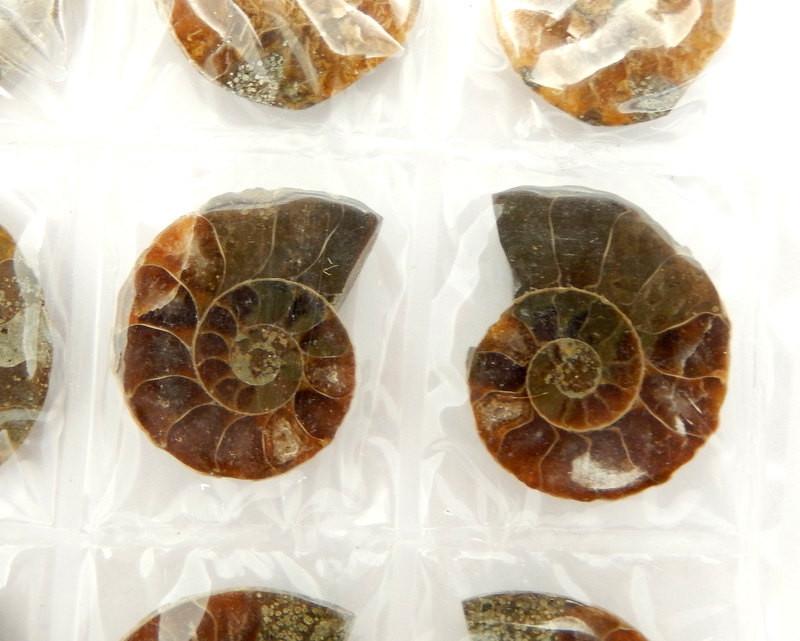 Ammonite Fossil Sheet -- close up of a pair