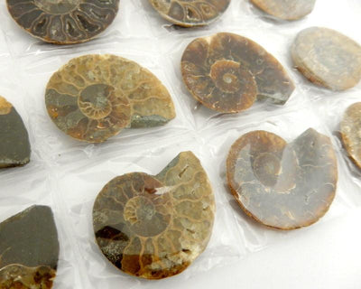 up close shot of Ammonite Fossil Sheet