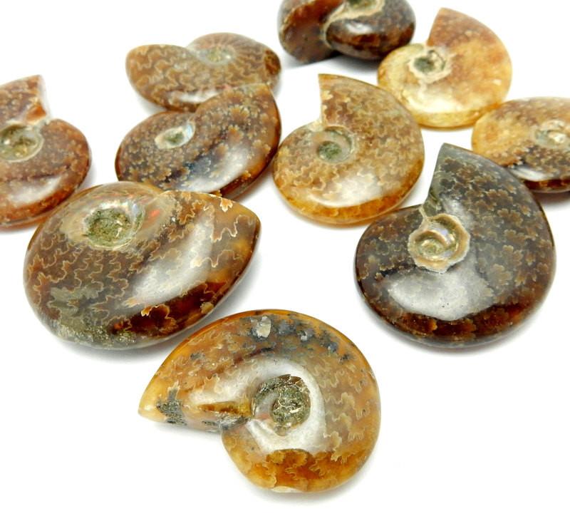 ammonite fossils scattered on white background