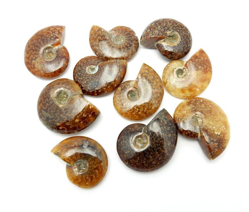 ammonite fossils on white background