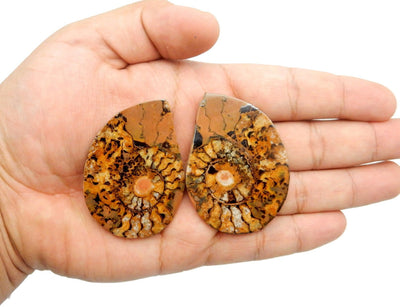 ammonite pair in hand for size reference