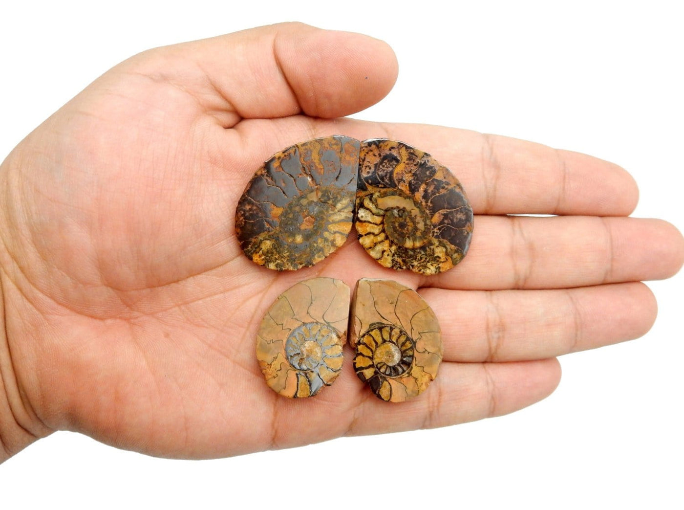 Two Hematite Ammonite Fossil Pairs pictured in the palm of a hand.