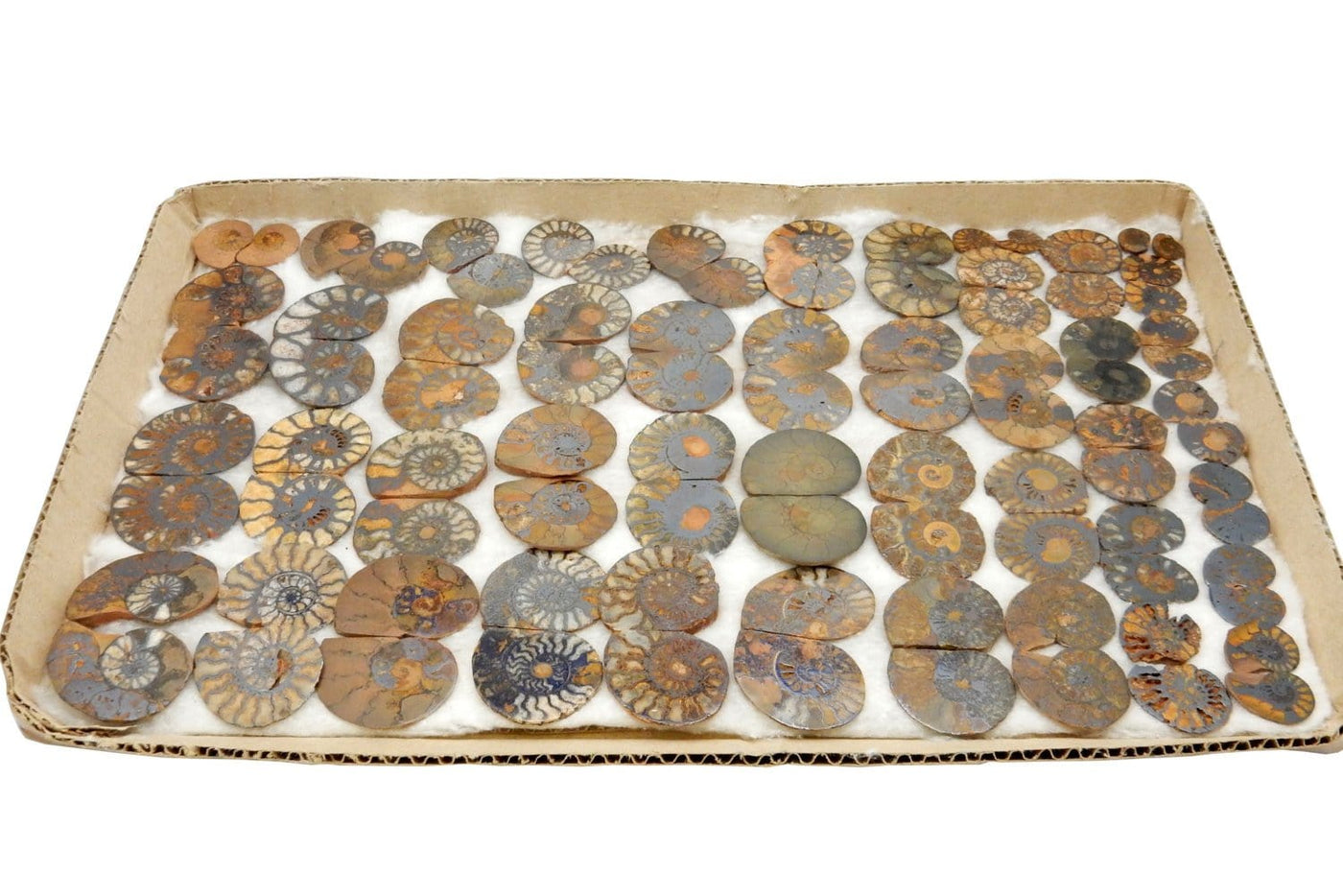 Various Hematite Ammonite Fossil Pairs laid out on a cardboard surface.