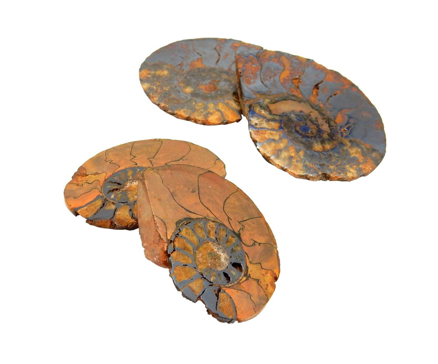 Two Hematite Ammonite Fossil Pairs pictured on a white surface.