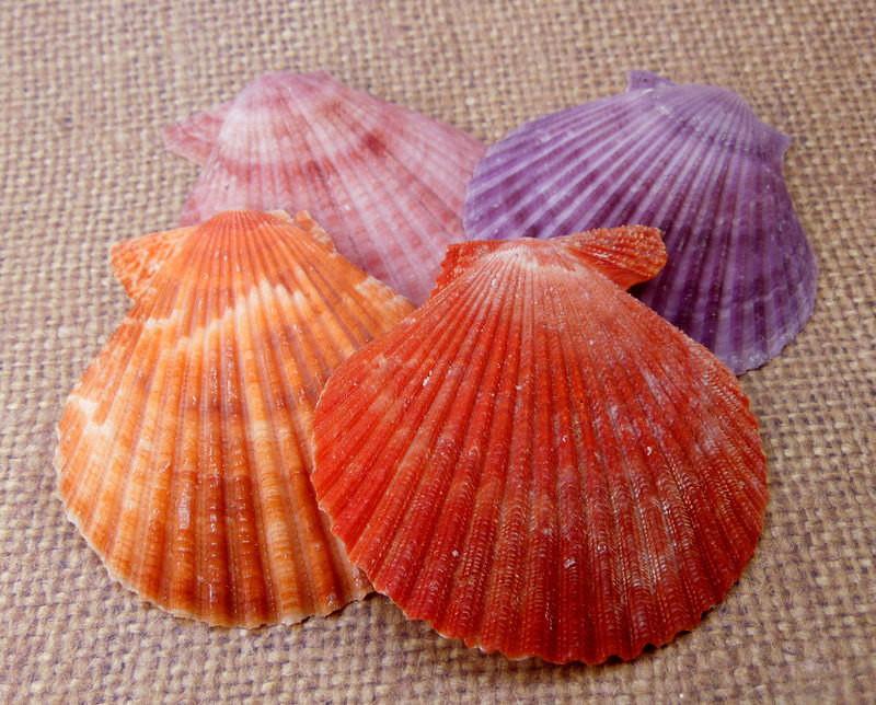 Pecten Nobilis bundle half shells in purple, red, pink, and orange