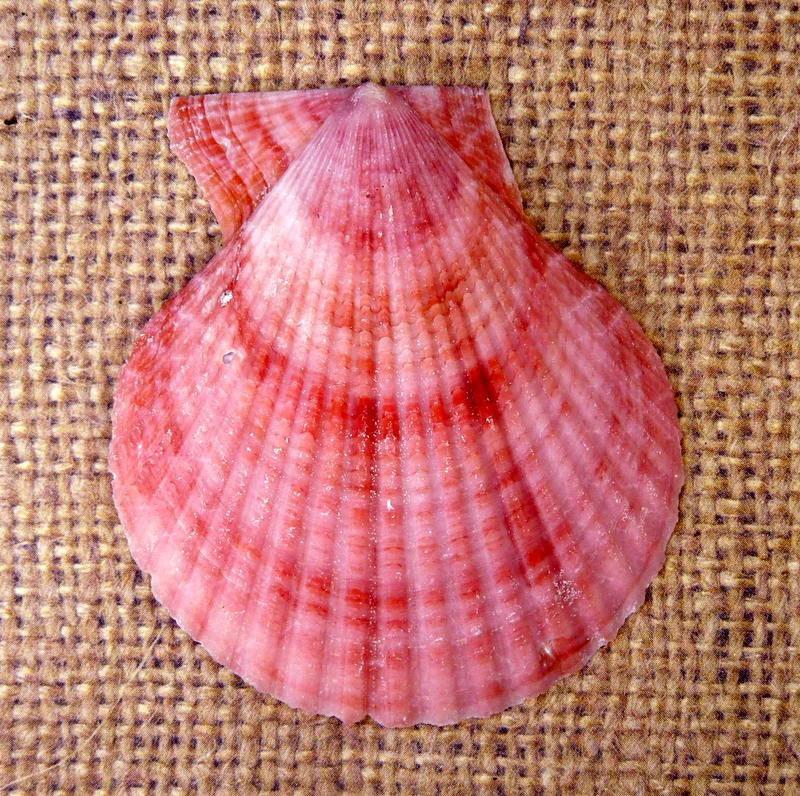 Pecten Nobilis half shell in shades of pink top view in brown background