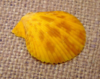 Pecten Nobilis Half Shell in shades of yellow