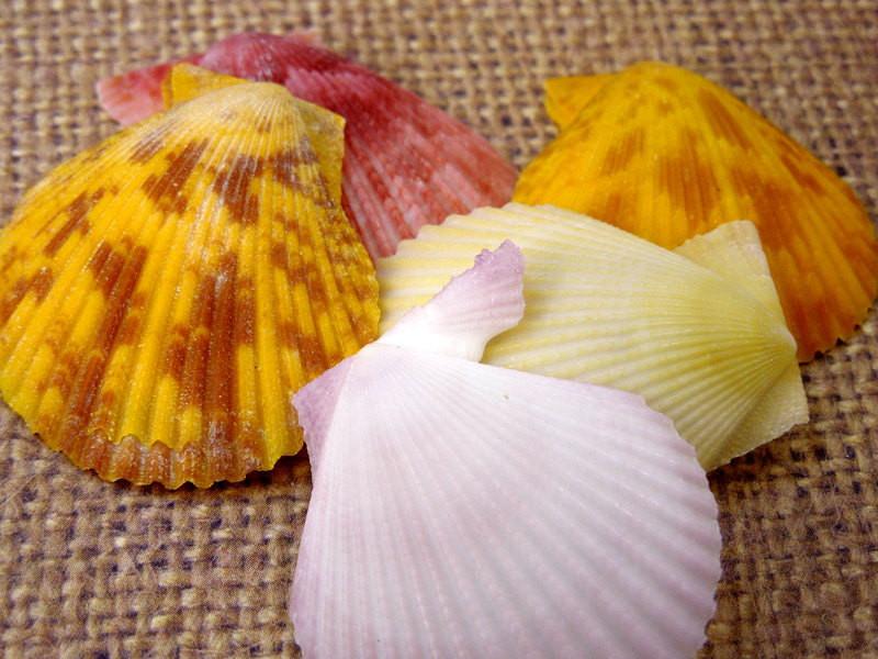 Yellow and Pink Pecten Nobilis Half Shells close up 
