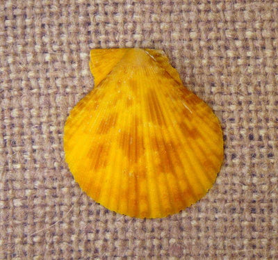 Pecten Nobilis Half Shell in shades of yellow top view