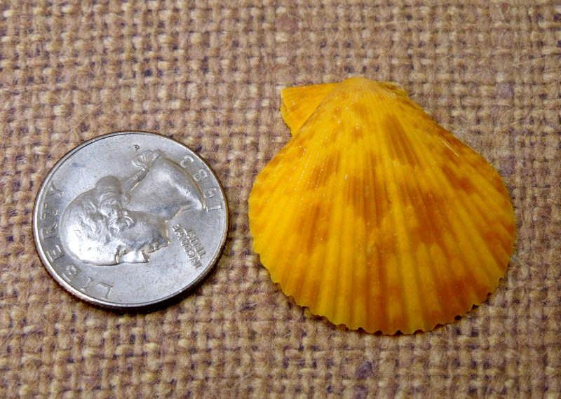 Yellow Pecten Nobilis Half Shell next to a quarter for size comparison
