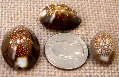 three serpentis whole shells with quarter for size reference