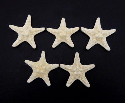 5 White Knobby Starfish placed together to show difference in size
