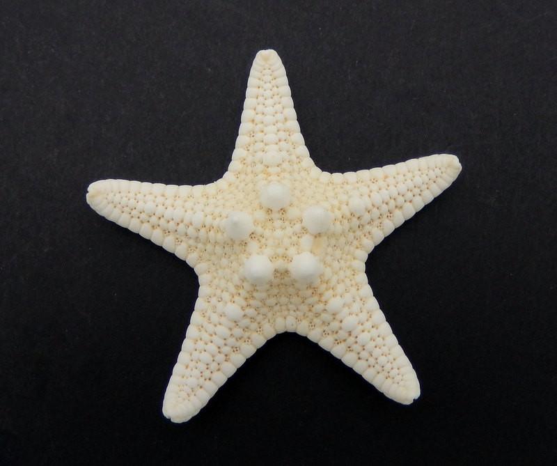 Single White Knobby Starfish pictured captures it unique features