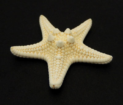 Single White Knobby Starfish shown at an angle to reference its thickness