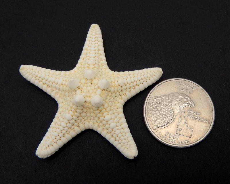 Single White Knobby Starfish placed next to a quarter for size reference