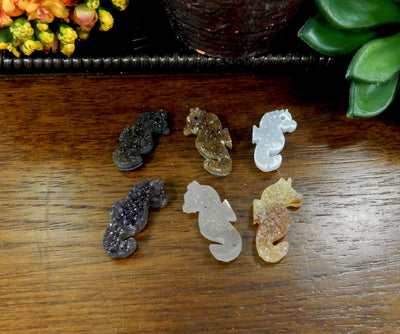 6 druzy seahorse cabochons on wooden table with plants
