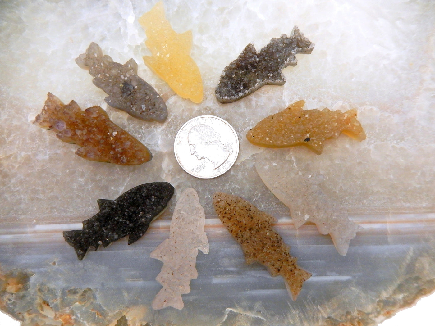 9 druzy shark cabochons surrounding a quarter for size reference