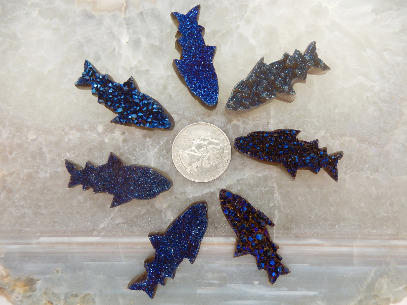 7 Mystic Blue Shark around a quarter for size reference 