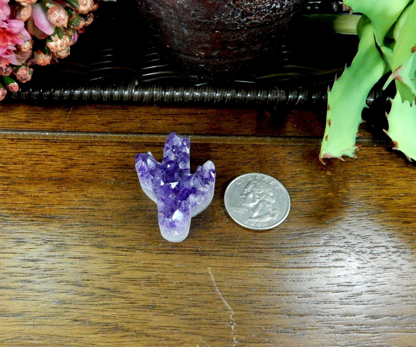 amethyst cactus displayed next to quarter for size reference
