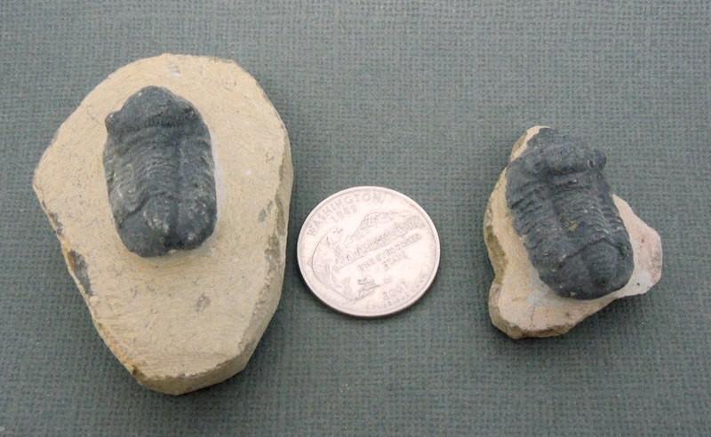fossil next to a quarter for size reference 