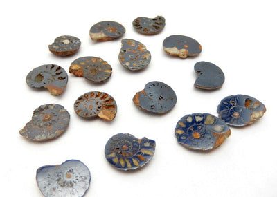 side view of the inside of multiple hematite ammonite fossil showing their different designs