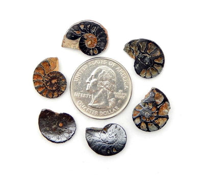 top view of the inside of multiple hematite ammonite fossil shown with a quarter for size reference