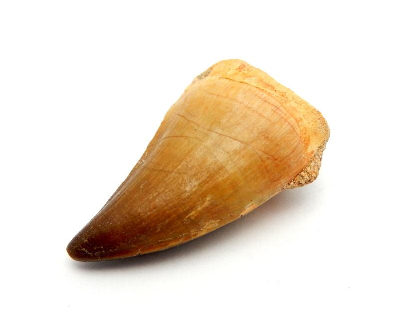 side view of fossil tooth on white background