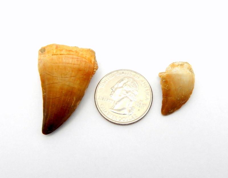 2 teeth fossils displayed next to quarter for size reference