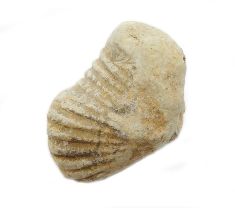 Gastropod Fossil Stone  close up