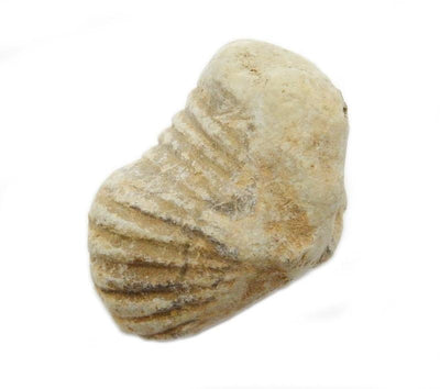 Gastropod Fossil Stone  close up