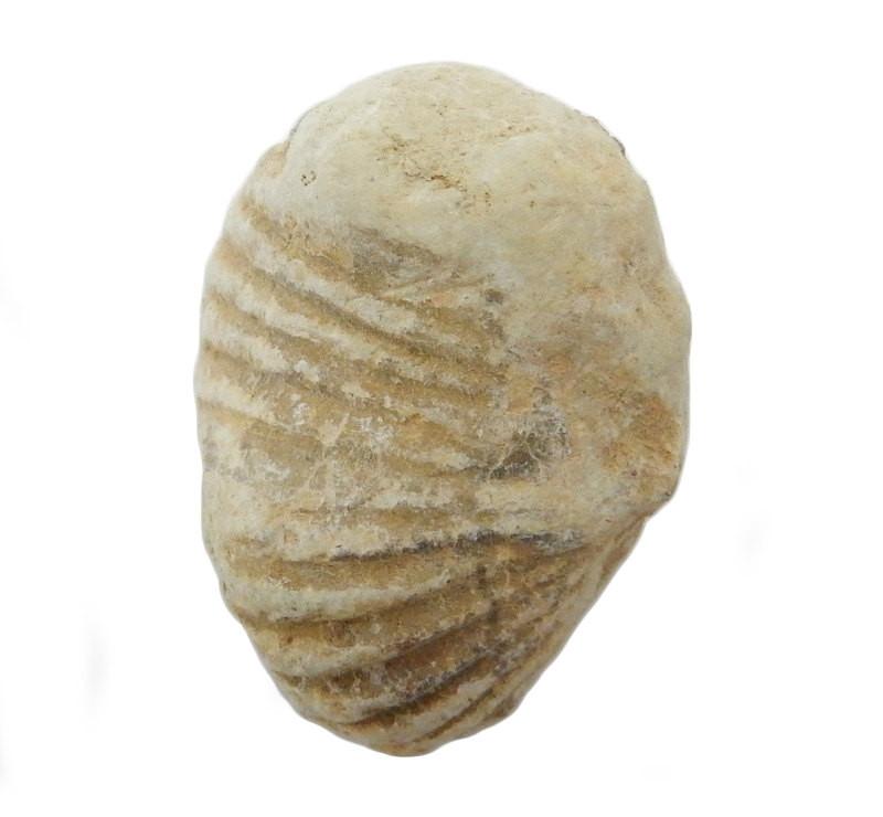 Gastropod Fossil Stone close up