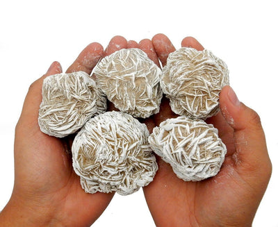 multiple Large Desert Rose Gypsums in hands for size reference