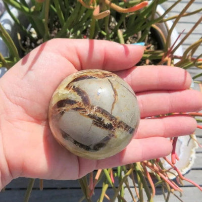 Septarian Sphere in hand for size reference